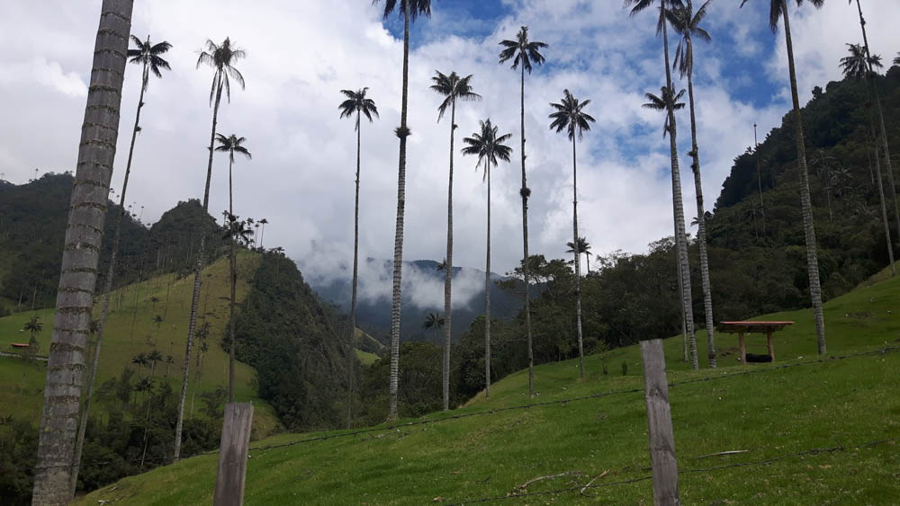 Odkryj kolumbie galeria Cocora 12