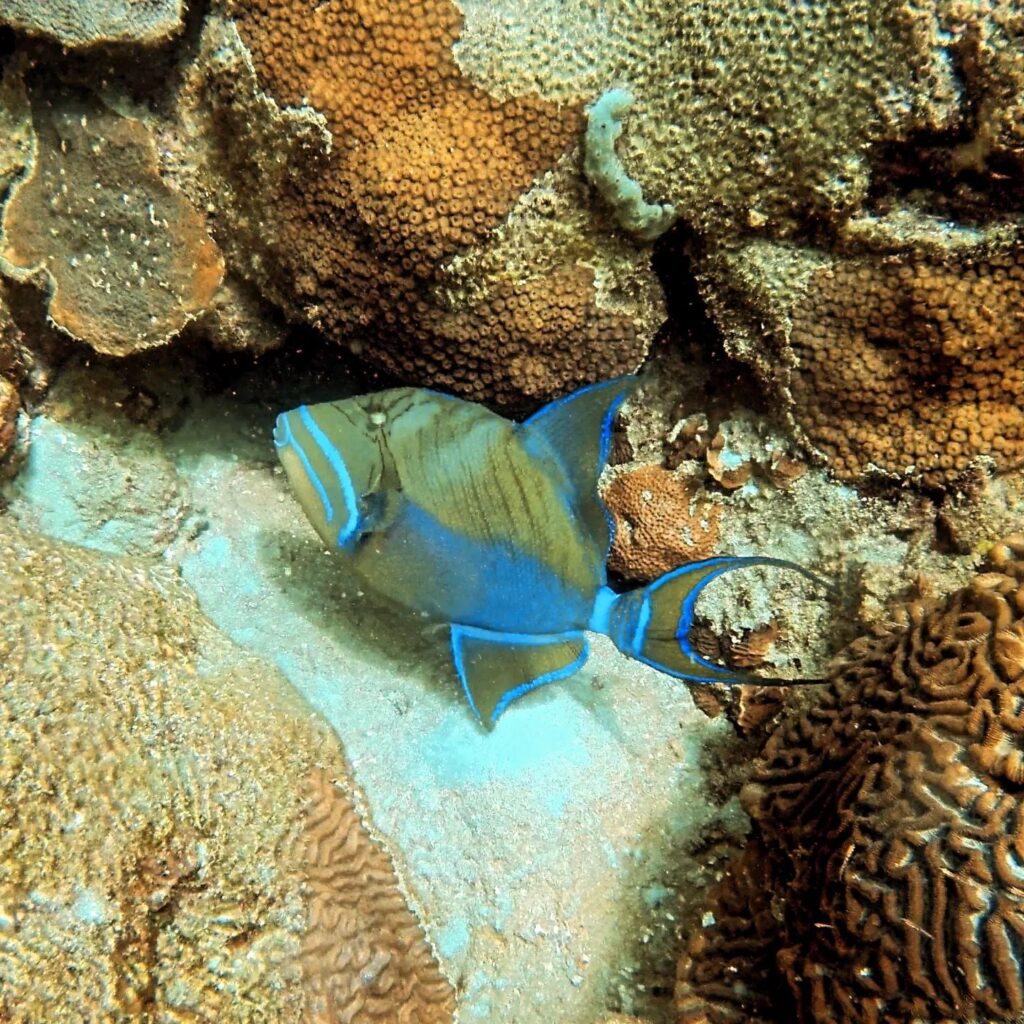 a47782a1 c66f 42ea 9e87 aff9b71ab122