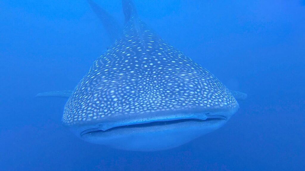 c88a19a1 6d43 4c51 8627 25980d38f257